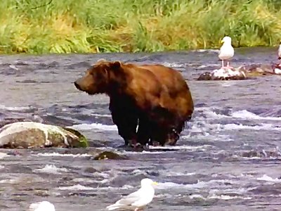 Man dressed as bear Anal fucks skinny chick